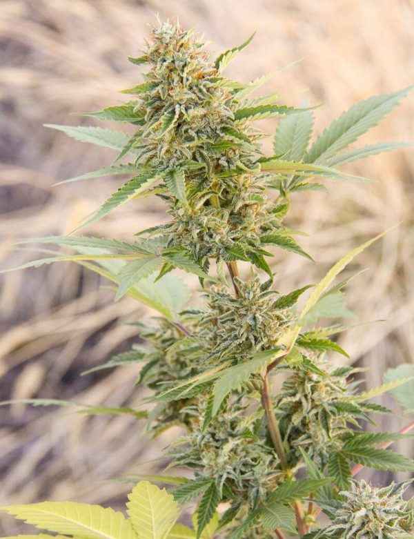 Skunk Auto CBDA
