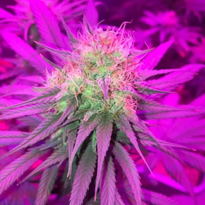 Super Lemon Haze Auto