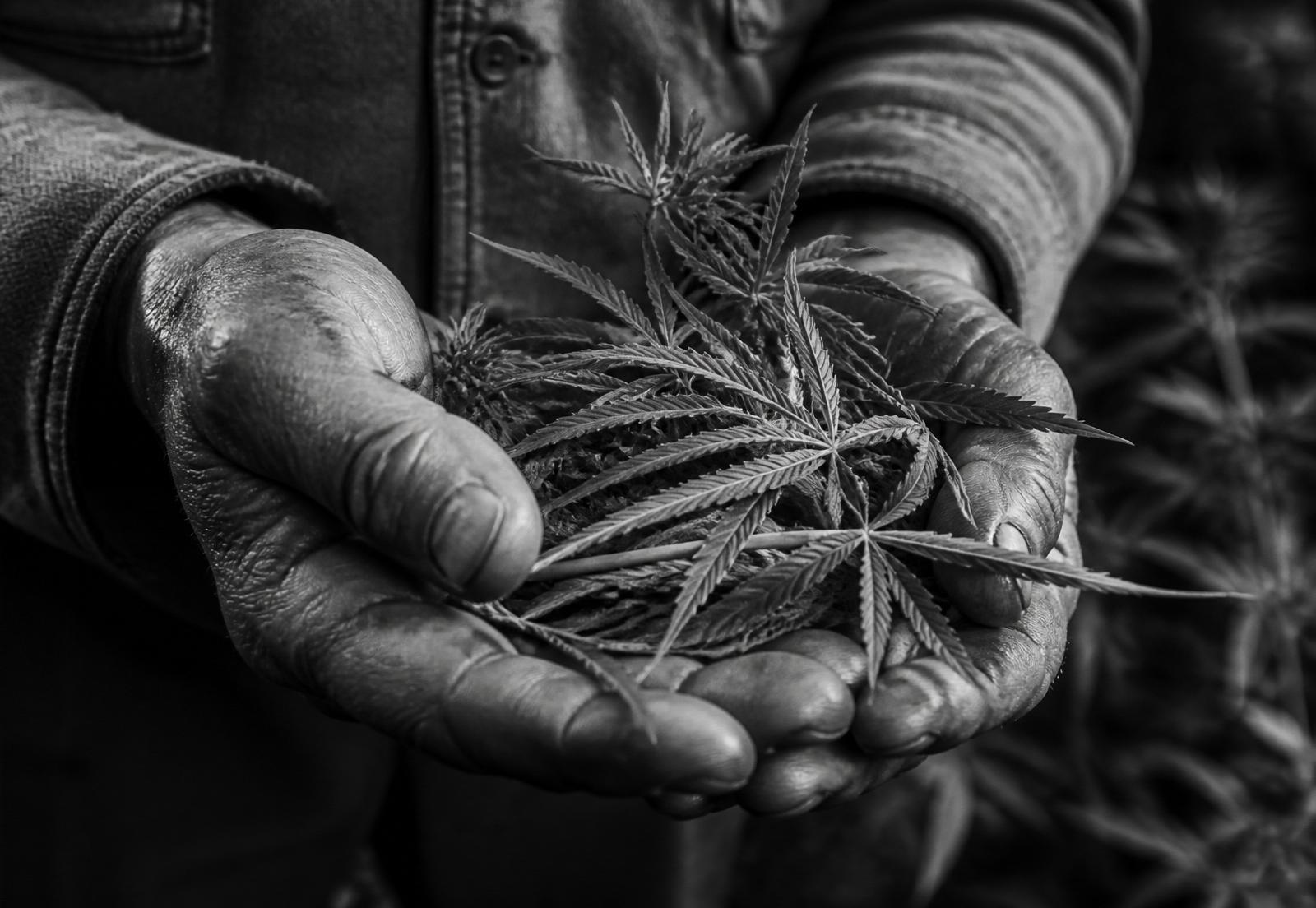 Mains d'un cultivateur tenant délicatement une fleur de chanvre
